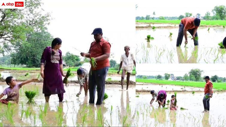 medak district collector turned as a farmer for one day Medak Collector: రైతులుగా మారిన కలెక్టర్ దంపతులు - ఇద్దరు కుమార్తెలతో కలిసి పొలం బాట పట్టి నార్లు వేసి..