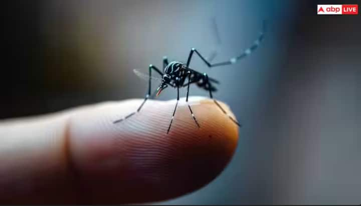 Dengue: ਮੀਂਹ ਪੈਣ ਨਾਲ ਹੀ ਗਰਮੀ ਤੋਂ ਰਾਹਤ ਮਿਲਦੀ ਹੈ ਪਰ ਡੇਂਗੂ ਦਾ ਖਤਰਾ ਵੱਧ ਜਾਂਦਾ ਹੈ। ਜਿਵੇਂ ਕਿ ਤੁਸੀਂ ਜਾਣਦੇ ਹੀ ਹੋ ਕਿ ਡੇਂਗੂ ਏਡੀਜ਼ ਮੱਛਰ ਦੇ ਕੱਟਣ ਨਾਲ ਫੈਲਦਾ ਹੈ। ਆਓ ਜਾਣਦੇ ਹਾਂ ਡੇਂਗੂ ਦੀ ਬਿਮਾਰੀ ਕਿੰਨੀ ਖਤਰਨਾਕ ਹੈ?