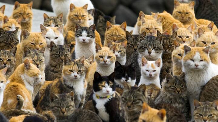 बता दें कि कम जनसंख्या होने के बाद भी आओशिमा में बिल्लियों आजाद रहती हैं. कैट आइलैंड पर बहुत से पर्यटक आते हैं, लेकिन यह बहुत से लंबे समय से रहने वाले लोगों का घर नहीं है. 2019 में यह बताया गया था कि केवल छह लोग अभी भी स्थायी तौर पर द्वीप में रहते हैं. लेकिन 1940 के दशक के मध्य में लगभग 900 लोग इस आइलैंड को अपना घर कहते थे और मछली पकड़ने के लिए जाते थे.