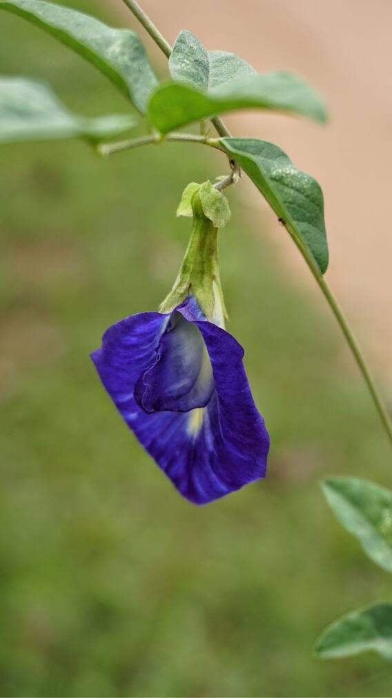 சங்கு பூவை கொதிக்க வைத்து குடிப்பது இவ்வளவு நல்லதா?