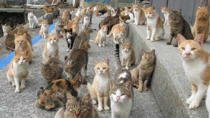 जानकारी के मुताबिक 2000 के दशक से पहले आओशिमा एक अलग-थलग जगह थी, उस वक्त वहां 20 से ज्यादा लोग रहते थे. लेकिन इंटरनेट पर आओशिमा के बारे में जानकारी मिलने के बाद दुनियाभर के बिल्ली प्रेमियों के लिए यहां आना पर्यटक के रूप में शुरू हो गया है.