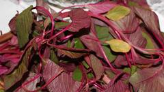 ਬਰਸਾਤਾਂ 'ਚ ਜਰੂਰ ਖਾਓ ਇਹ ਸਾਗ, ਖੂਨ ਦੀ ਕਮੀ ਦੂਰ ਹੋਣ ਦੇ ਨਾਲ ਕਈ ਸਿਹਤ ਲਾਭ...ਜਾਣੋ ਹੋਰ