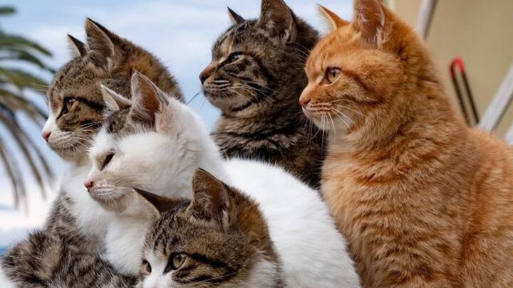 लेकिन सरकार यहां पर एक साथ ज्यादा पर्यटकों को नहीं जाने देती है. आपको जानकर हैरानी होगी कि एओशिमा में प्रतिदिन केवल 34 पर्यटकों को ही आने की इजाजत है. यहां आने वाले पर्यटक बिल्लियों के लिए खाना भी ला सकते हैं. जानकारी के मुताबिक इस आइलैंड पर अभी भी 20 से ज्यादा लोग नहीं रहते हैं. हालांकि यहां बिल्लियों की संख्या लगभग 200 बताई जाती है. ऐसे में यह बिल्लियों का ही द्वीप कहलाता है.