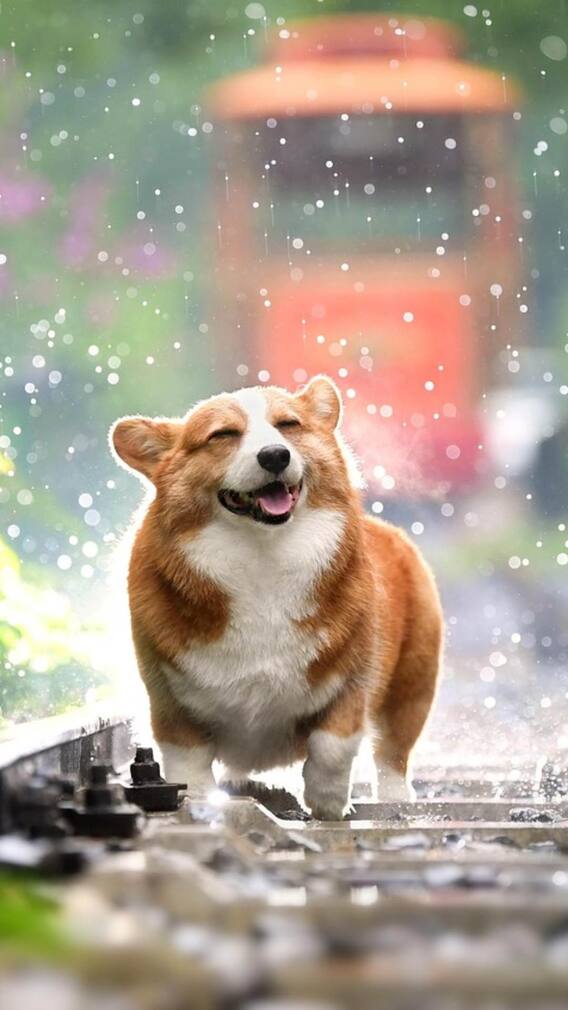 इस मुस्लिम देश में 40 लाख कुत्तों को क्यों मारने का दिया आदेश