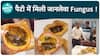 Fungus Found Inside Patties At Restaurant | Health Live