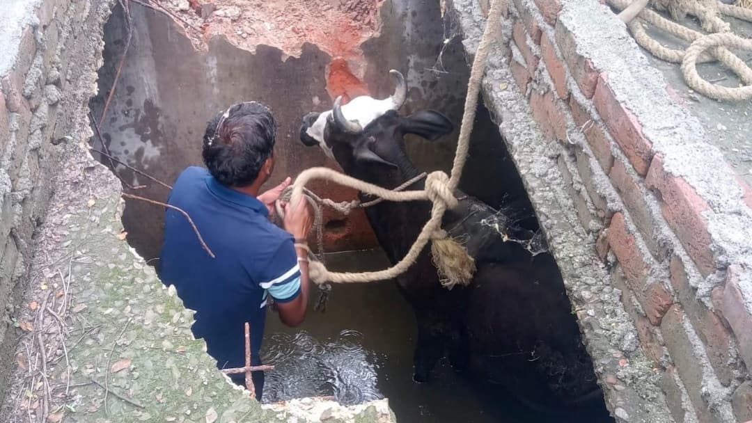 Greater Noida authorities drain negligence cow fell every day incidents people troubled ann Greater Noida News: प्राधिकरण की लापरवाही के चलते नाले में गिरी गाय, आए दिन हो रही घटनाओं से लोग परेशान
