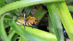 इस जानवर के पैरों में होते हैं कान, हजारों सालों से धरती पर मौजूद