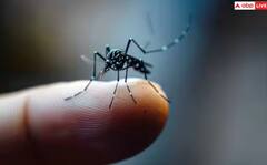 Dengue: ਕਿੰਨਾ ਖਤਰਨਾਕ ਹੈ ਡੇਂਗੂ ਬੁਖਾਰ, ਕੀ ਡੇਂਗੂ ਨਾਲ ਮਨੁੱਖ ਦੀ ਹੋ ਸਕਦੀ ਮੌਤ?