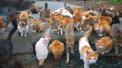 जापान के इस आइलैंड पर रहती हैं सिर्फ बिल्लियां, एक दिन में जा सकते हैं सिर्फ इतने ही पर्यटक