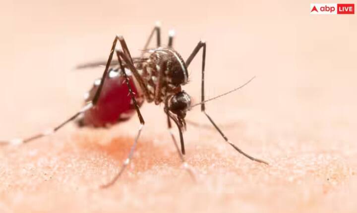 ਡੇਂਗੂ ਬੁਖਾਰ ਇੱਕ ਗੰਭੀਰ ਵਾਇਰਲ ਇਨਫੈਕਸ਼ਨ ਹੈ। ਜੋ ਕਿ ਏਡੀਜ਼ ਮੱਛਰ ਦੇ ਕੱਟਣ ਨਾਲ ਹੁੰਦਾ ਹੈ। ਡੇਂਗੂ ਦੀ ਬਿਮਾਰੀ ਤੇਜ਼ ਬੁਖਾਰ, ਮਾਸਪੇਸ਼ੀਆਂ ਅਤੇ ਜੋੜਾਂ ਵਿੱਚ ਦਰਦ ਅਤੇ ਸਰੀਰ 'ਤੇ ਧੱਫੜ ਪੈਦਾ ਕਰਦੀ ਹੈ।