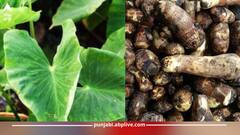 Health News: ਬਲੱਡ ਪ੍ਰੈਸ਼ਰ ਤੋਂ ਲੈ ਭਾਰ ਕੰਟਰੋਲ ਕਰਨ ਤੱਕ ਅਰਬੀ ਦੇ ਪੱਤਿਆਂ ਦੇ ਗਜ਼ਬ ਫਾਇਦੇ