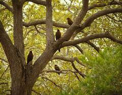 वो पेड़ जिसपर बैठते ही पक्षियों की हो जाती है मौत