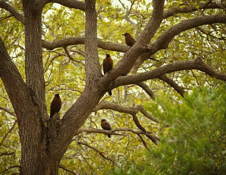 जी हां, इस दुनिया में एक ऐसा पेड़ भी है जहां बैठते ही पक्षी की मौत हो जाती है.