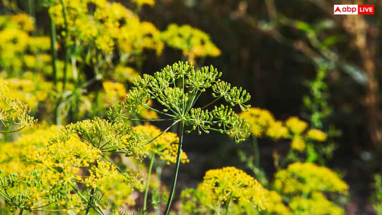 Asafoetida cultivation know full process from planting to the end Heeng ki kheti कैसे होती है हींग की खेती? किसान भाइयों कि होगी तगड़ी कमाई