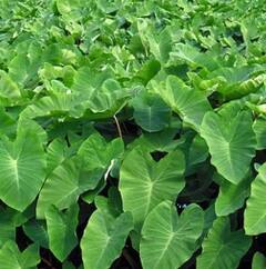 Health News: ਬਲੱਡ ਪ੍ਰੈਸ਼ਰ ਤੋਂ ਲੈ ਭਾਰ ਕੰਟਰੋਲ ਕਰਨ ਤੱਕ ਅਰਬੀ ਦੇ ਪੱਤਿਆਂ ਦੇ ਗਜ਼ਬ ਫਾਇਦੇ