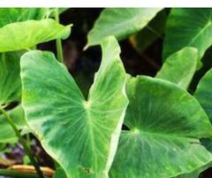 Health News: ਬਲੱਡ ਪ੍ਰੈਸ਼ਰ ਤੋਂ ਲੈ ਭਾਰ ਕੰਟਰੋਲ ਕਰਨ ਤੱਕ ਅਰਬੀ ਦੇ ਪੱਤਿਆਂ ਦੇ ਗਜ਼ਬ ਫਾਇਦੇ