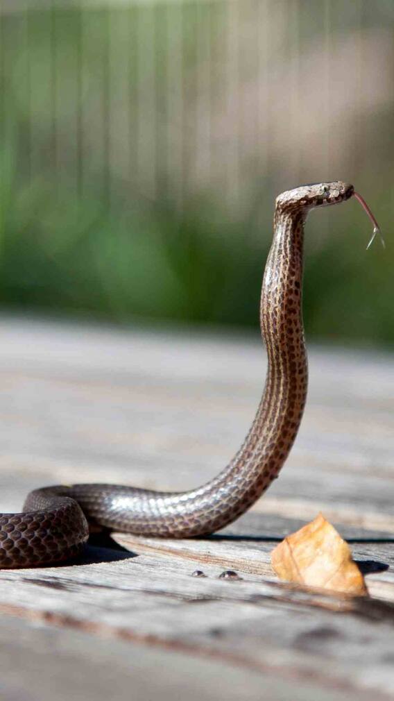 ਕੀ ਸੱਚਮੁੱਚ ਦੁੱਧ ਪੀਂਦੇ ਹਨ ਸੱਪ?