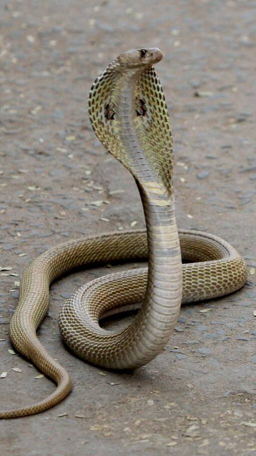 શું સાપ ખરેખર દૂધ પીવે છે