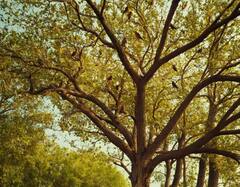 वो पेड़ जिसपर बैठते ही पक्षियों की हो जाती है मौत