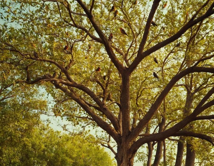 पेड़ भी पक्षियों को अपना दोस्त मानते हुए अपनी डगालों में उन्हें आसरा देते हैं, लेकिन तब क्या हो जब ये पेड़ ही पक्षियों के लिए काल बन जाएं?