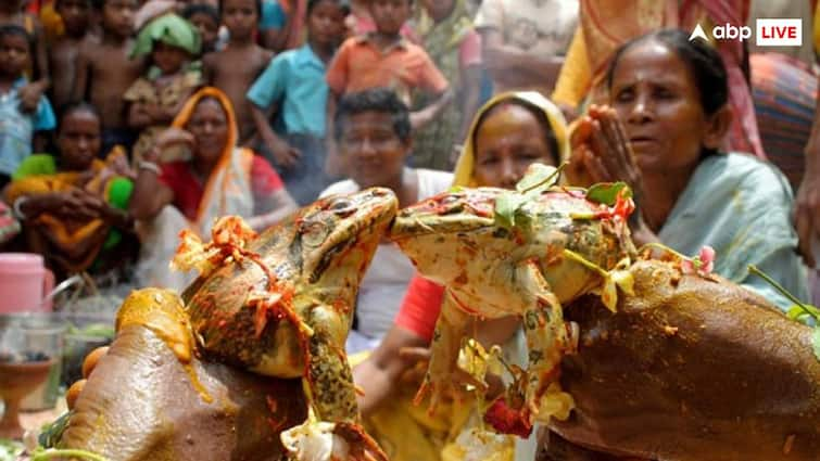 frog wedding in india for rain for these reason divorce also done facts बारिश के लिए कराई जाती है जानवरों की शादी, क्या इस अजीब प्रथा के बारे में जानते हैं आप?