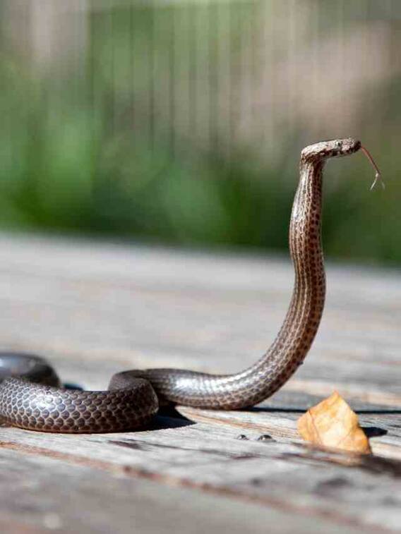 क्या वाकई में दूध पीते हैं सांप?