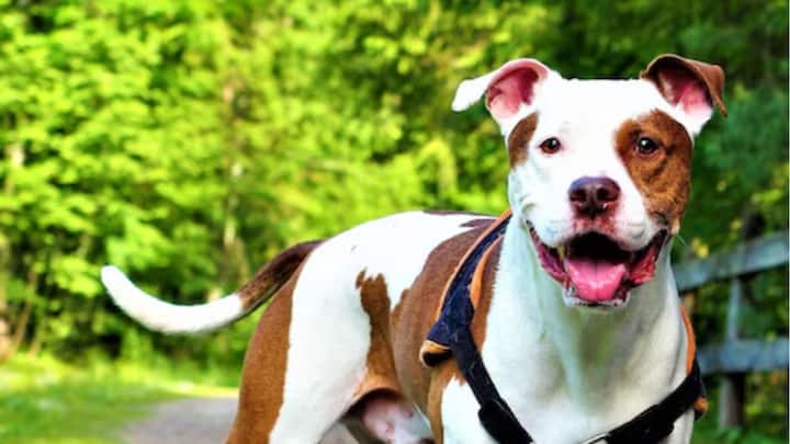 'কালার ব্লাইন্ড' হওয়ার অর্থ চোখে মাত্র দু'টি রং ধরা পড়ে। সাধারণত মানুষের চোখে এই ফোটো রিসেপ্টরের সংখ্যা হয় তিন।