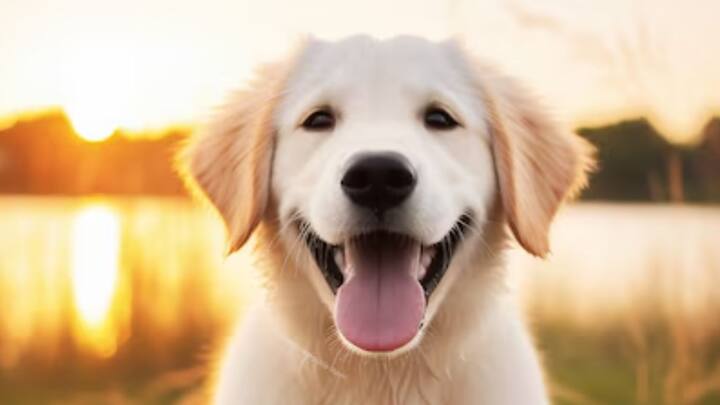 সারমেয়রা নীল এবং হলুদ, এই দু'টি রংই আলাদা ভাবে চিহ্নিত করতে পারে বলে জানিয়েছেন বিজ্ঞানীরা। দুইয়ের মিশ্রণও তাদের চোখে ধরা পড়ে।