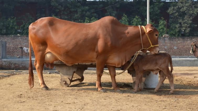 nepali youth caught unnatural act with cow meerut police arrest ઘોર કળયુગ... ગાય સાથે ગંદી હરકત કરતા પકડાયો યુવક, હિંદુ મહાસભાના કાર્યકરોએ ઢીબી નાખ્યો