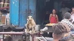 फिरोजाबाद में लंगूर ने राहगीरों को बनाया शिकार, बच्चों के साथ बुजुर्गों को किया घायल