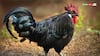 Kadaknath Chicken: ऐसे करें कड़कनाथ मुर्गे की फार्मिंग, कुछ ही महीनों में बन सकते हैं लखपति