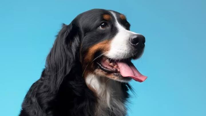 তবে কালার ব্লাইন্ড হওয়ার অর্থ শুধুমাত্রা সাদা-কালো দুনিয়ে দেখা নয়। তাদের চোখের রিসেপ্টরে আলোর কিছু তরঙ্গদৈর্ঘ্যই ধরা পড়ে।