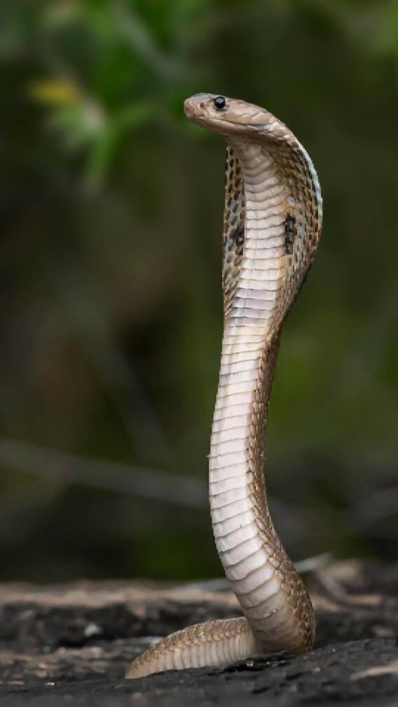 श्रावणात नागपंचमीची पूजा करताना 'ही' काळजी घ्या
