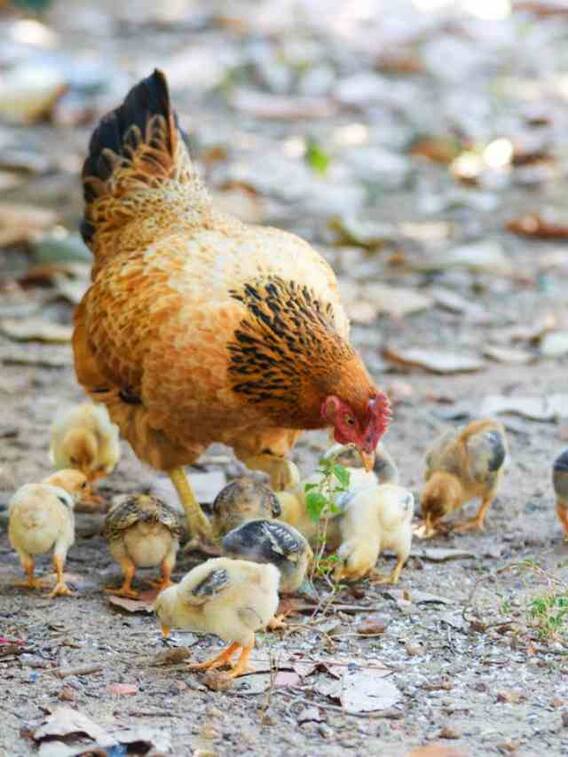 मुर्गी पालन के वक्त इन बातों का रखें खास ध्यान