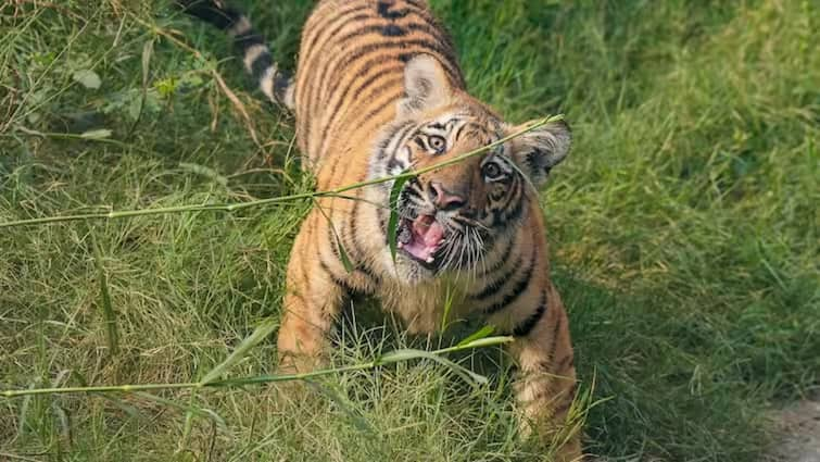 MP Tiger kills woman in Kanha Tiger Reserve Balaghat Body found in mutilated condition one day later एमपी के कान्हा टाइगर रिजर्व में बाघ ने महिला को बनाया शिकार, एक दिन बाद क्षत-विक्षत हालत में मिला शव