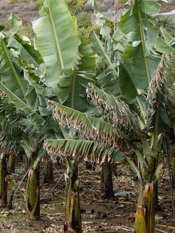 केले की खेती के समय ध्यान रखें ये जरूरी बातें