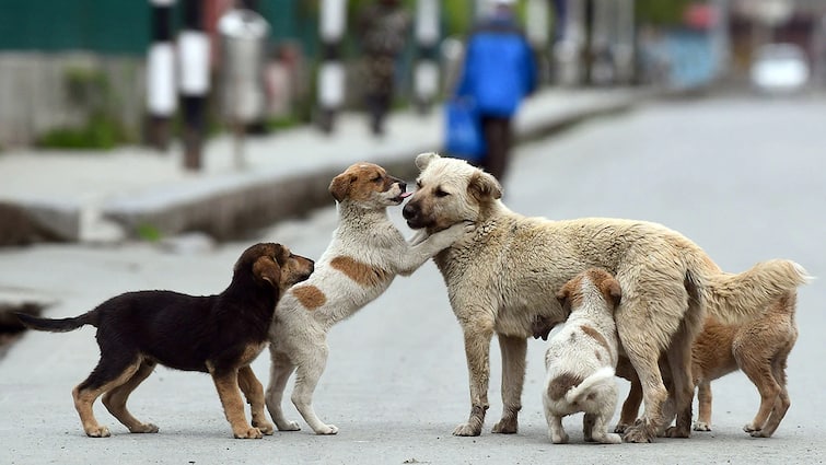 For the first time, dogs and cats will be counted in the livestock census Livestock census: ਪੰਜਾਬ ਸਰਕਾਰ ਕਰਵਾਉਣ ਜਾ ਰਹੀ ਸੂਬੇ 'ਚ ਕੁੱਤਿਆਂ ਤੇ ਬਿੱਲੀਆਂ ਦੀ ਗਿਣਤੀ, ਖੇਤਬਾੜੀ ਮੰਤਰੀ ਨੇ ਦਿੱਤੀ ਜਾਣਕਾਰੀ