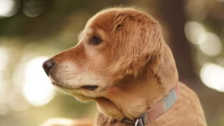 বিজ্ঞানীরা জানিয়েছেন, সারমেয়দের চোখে পৃথিবী মোটেই সাদা-কালো নয়। বরং তারা আসলে 'কালার ব্লাইন্ড'।