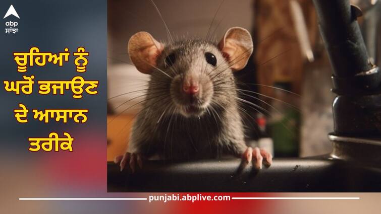 How to Rats away from house, then follow these easy measures, they will run away from the house in minutes How to Keep Rats Away: ਘਰ 'ਚ ਚੂਹਿਆਂ ਨੇ ਮਚਾ ਰੱਖਿਆ ਆਤੰਕ, ਤਾਂ ਅਪਣਾਓ ਇਹ ਆਸਾਨ ਉਪਾਅ, ਮਿੰਟਾਂ 'ਚ ਘਰੋਂ ਭੱਜ ਜਾਣਗੇ