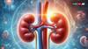 Kidney Health: इन चीजों से खराब हो सकती है आपकी किडनी, आज से कर दें तौबा