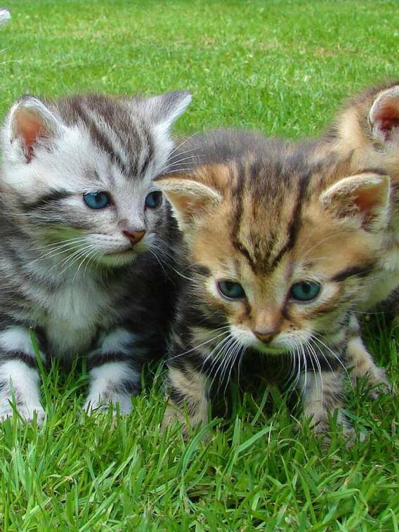 छोटे जानवर तेज क्यों दौड़ पाते हैं