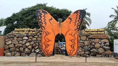 Coimbatore Butterfly Park open at Vellalore Pond in kovai - TNN Butterfly Park: கோவை வெள்ளலூர் குளக்கரையில் பட்டாம்பூச்சி பூங்கா திறப்பு  அனுமதி இலவசமாம் மக்களே