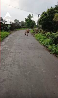 Gir Somnath | રસ્તાની વચોવચ જંગલના મારી રહ્યા છે લટાર, જુઓ આ વીડિયોમાં