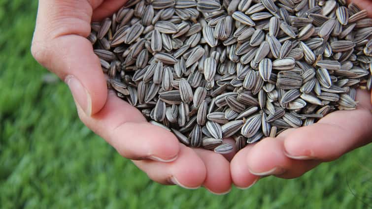 What Are The Health Benefits Of Sunflower Seeds? Know Ways To Include Them In Diet Benefits Of Sunflower Seeds: இதயம் முதல் எலும்பு வரை.. சூரியகாந்தி விதைகளை சாப்பிட்டா இவ்ளோ நன்மைகளா?