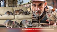 Home Remedies: ਚੂਹਿਆਂ ਨੇ ਘਰ 'ਚ ਮਚਾ ਰੱਖੀ ਦਹਿਸ਼ਤ? ਅਪਣਾਓ ਇਹ ਆਸਾਨ ਨੁਸਖੇ, ਬਿਨ੍ਹਾਂ ਮਾਰੇ ਨਿਕਲ ਜਾਣਗੇ ਘਰ ਤੋਂ