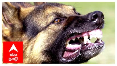 Mayiladuthurai district Increasing number of dog bites - TNN ஆட்டை கடித்து, மாட்டை கடித்து கடைசியில் மனிதர்களை கடிக்க துவங்கும் நாய்கள் - பீதியில் மக்கள்...!
