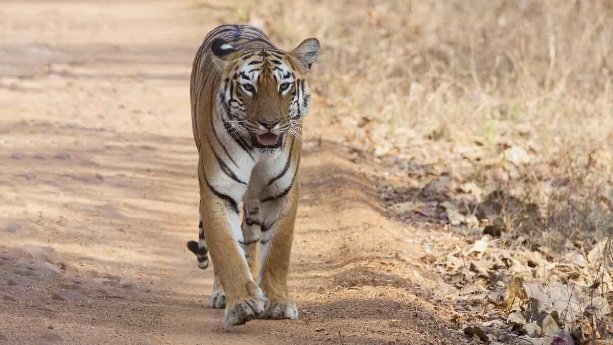 Monsoon Travel : पावसाळ्यात लोणावळा..खंडाळा तर नेहमीचच...पण गडचिरोलीतील 'ही' अद्भुत ठिकाणं फिरण्याची एक वेगळीच मजा 