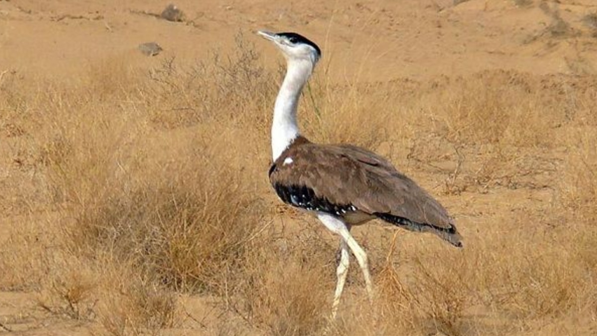 7 Rare Indian Bird Species You’ve Never Heard Of