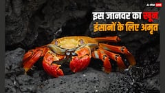 इंसानों के लिए वरदान की तरह है इस जानवर का नीला खून, 10 लाख रुपये लीटर है कीमत