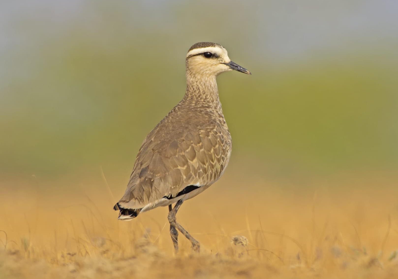 7 Rare Indian Bird Species You’ve Never Heard Of